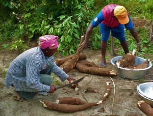 Harvesting cassava, Suriname