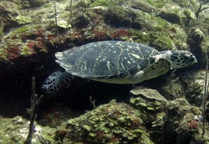 Turtle on reef - Grand Turk
