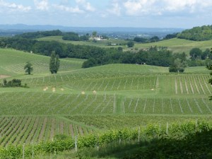 Bergerac vineyards