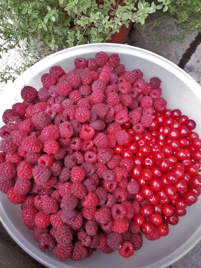 Berry harvest